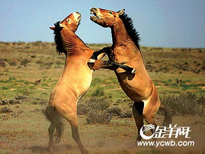 Ұ�Ը��̽��֮��