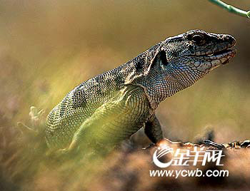 Ұ�Ը��̽��֮��