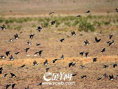 Ұ�Ը��̽��֮��