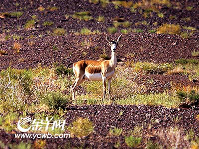 Ұ�Ը��̽��֮��