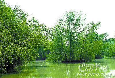 ���ݾ���������ɳʪ�ع�԰