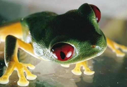 ��ѧ�ҽ�����ɭ��Ѱ�����(��ͼ)