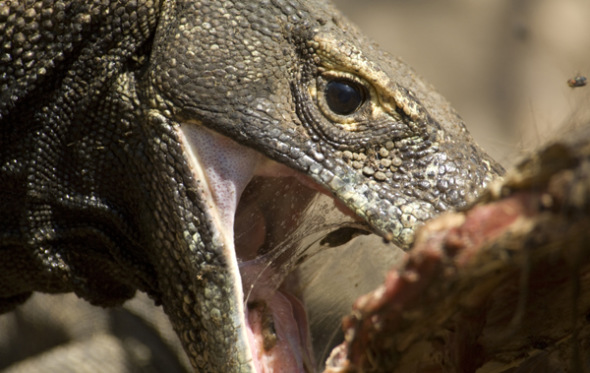 ��Ī����