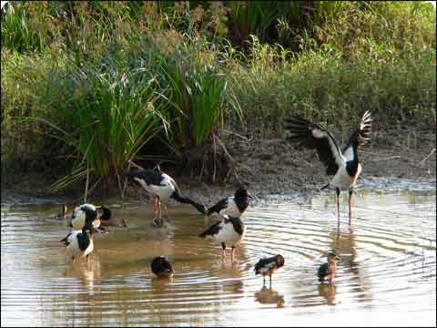 ʪ�������