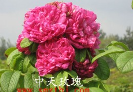 ����õ����ֲ�ӹ���ҵ����Ŀ