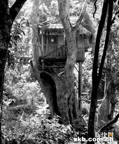 野象谷树上旅馆