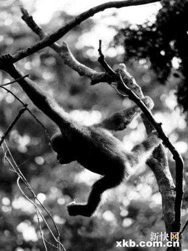 红毛猩猩是沙巴常住居民