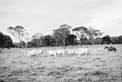 牛群在草地上漫步。