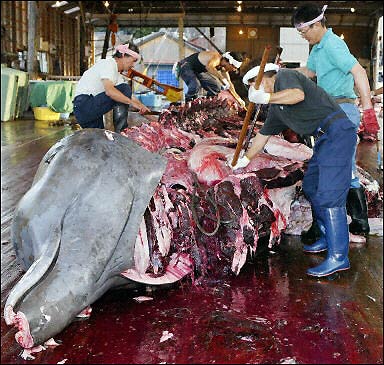 ͼһ��ͼΪ�ձ�����ھ���ӹ����ڣ���ɱ��������ز��������Ѫ�ȳ��档