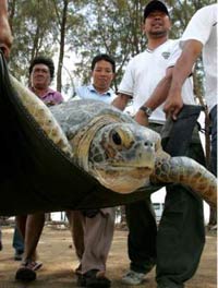 ӡ����Х�ݲк�������ӡ��������̬����