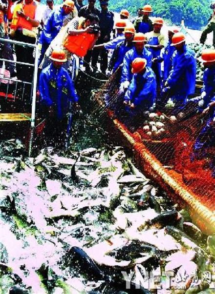 ��ˮ��Ⱦ��ʹǧ����ˮ����̬ϵͳ�����˻�(ͼ)