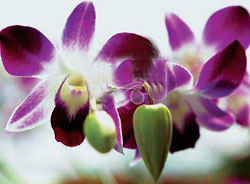 ����ŭ�š����Ž� �㣩