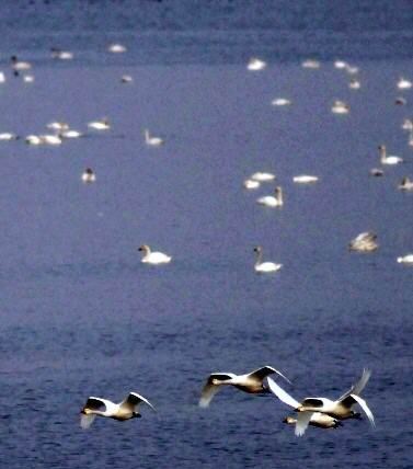 ��ͼ���������ԭ������������