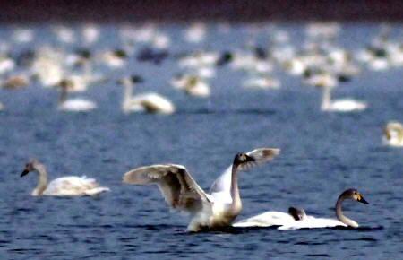 ��ͼ���������ԭ������������