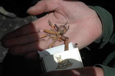 �ɽ����è���������ϴ���Ƿ���ҩ�����ж�