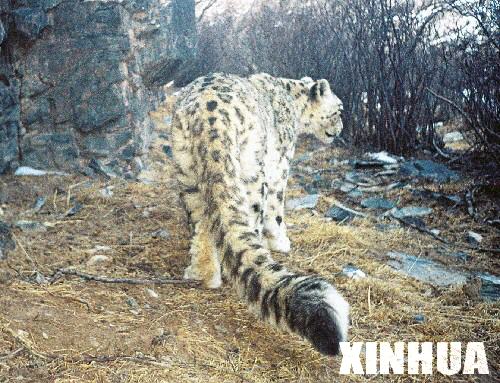 ͼ�ģ��о���Ա�״�����ظ�ԭ�ĵ�ѩ����Ƭ