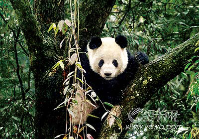 �� ��: 2065582 ������
��Ӱ����: ����
�ļ���:kssctt6749.jpg����
�ļ���С:71K����
�� X ��:279 X 400����
˵��:kssctt6749.jpg