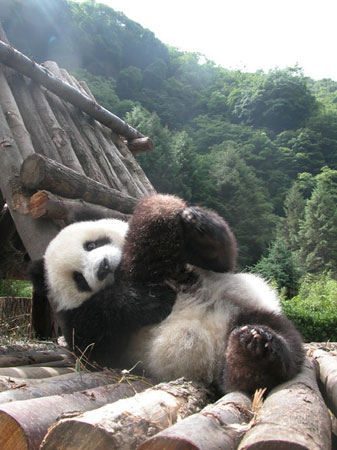 �������Ȼ--Ȧ������è�����չ���(ͼ)