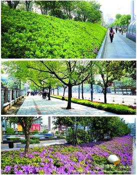 ��ɭ�ֳ��С�֦��Ҷï