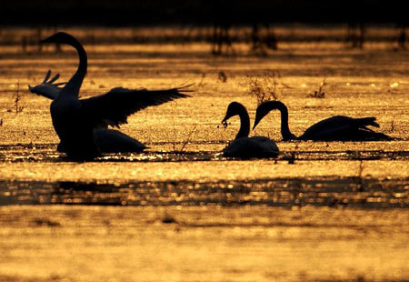 �ƺ���̬�������ƻ���ҵ���ȷ�ֳ������ì��