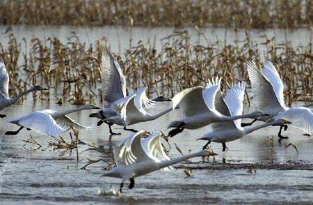 �ƺ���̬�������ƻ���ҵ���ȷ�ֳ������ì��