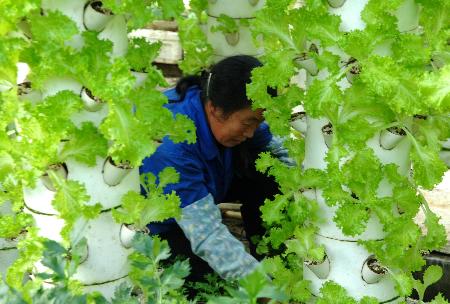 ͼ�ģ���ɫ�߲ˡ��֡�����ҵ��׼