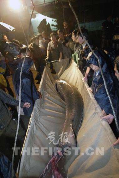 �Ϻ����������л���