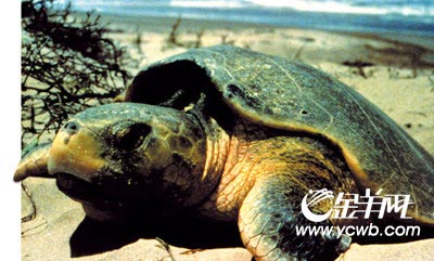 ����Ԥ��