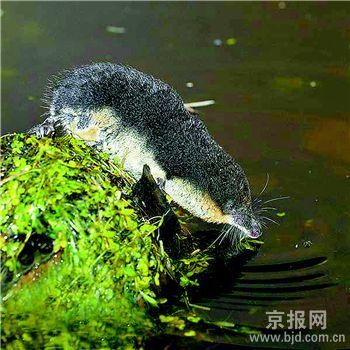 [��ͼ]���������л��Ŵ��� ���ֲ������