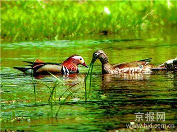 [��ͼ]���������л��Ŵ��� ���ֲ������