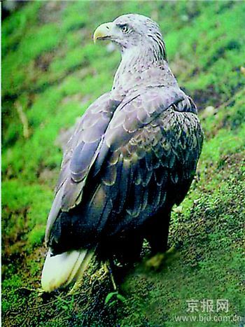 [��ͼ]���������л��Ŵ��� ���ֲ������