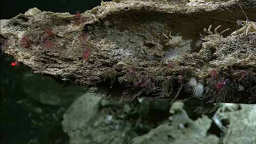 ��ѧ�ҷ��ֺ���һ������ �Ծ���ʬ��Ϊ��(ͼ)