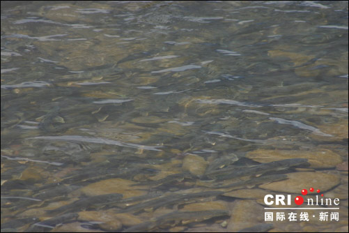 �ຣʡ�������ຣ��ʵʩ�������(��ͼ)