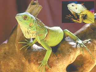 �������������з�����������