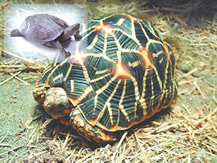 �������������з�����������