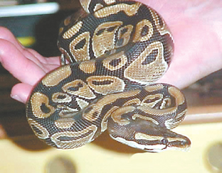 �������������з�����������