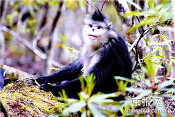 科技时代_多年研究跟踪发现金丝猴仅存4个物种