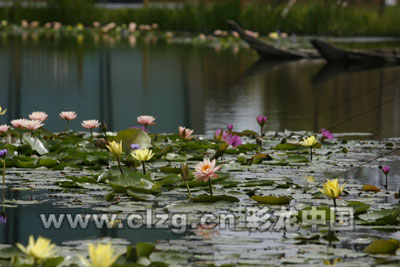 云南建最大湿地保护滇池 五甲塘成滇池之肾