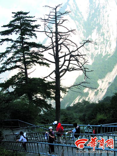 ��ɽ��������ǧ���ľ����� ɽ�ж�����(ͼ)