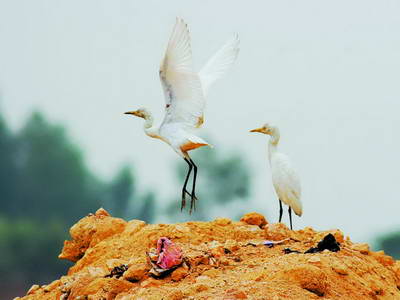 500ţ���������������Ӭ