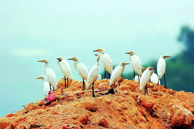 500ţ���������������Ӭ