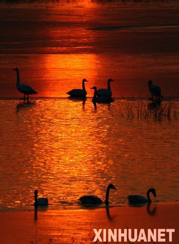  2005��12��18�գ���λ�ں��ϵ�����Ͽ������һȺ�������ԡ����ϼ֮�С���2005��12�³�������һȺȺ������ңԶ���������Ƿ�������Ͽ�����Ļƺ�ʪ�ع���������Ͽ�ƺ�ʪ���ܵ�������������������������������̬�����͵���Ⱥ�����ӻ��������������������ʶ��