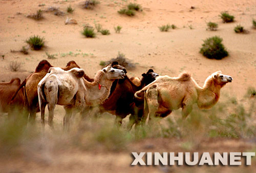 ���������ڰ͵�����ɳĮ����ʳ