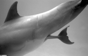 小海豚的尾巴先露了出来。 小海豚的尾巴先露了出来。