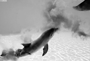 小海豚的尾巴先露了出来。 小海豚的尾巴先露了出来。