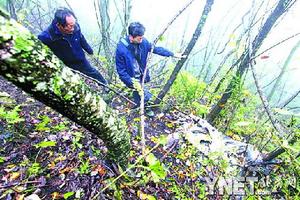 ��10��5�գ��ϻ�Ϯ����һͷ������ţ