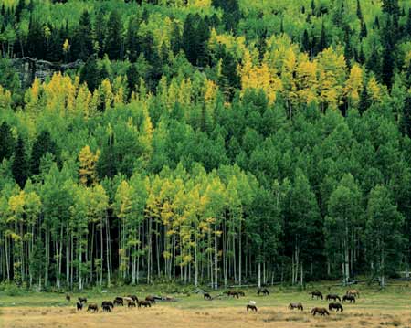 �������У���Ұ�û�����װ����