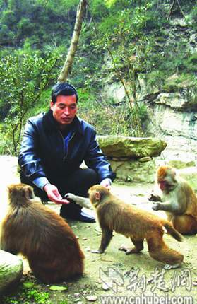 当代“猴王”栖身巍巍武当