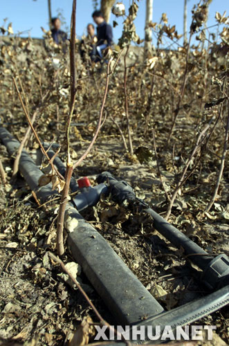 图为分布在敦煌市肃州镇棉花地里的滴灌设备 新华社记者 聂建江 摄 图为分布在敦煌市肃州镇棉花地里的滴灌设备 新华社记者 聂建江 摄