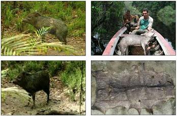 ����������ò�������αȹ����Σ������